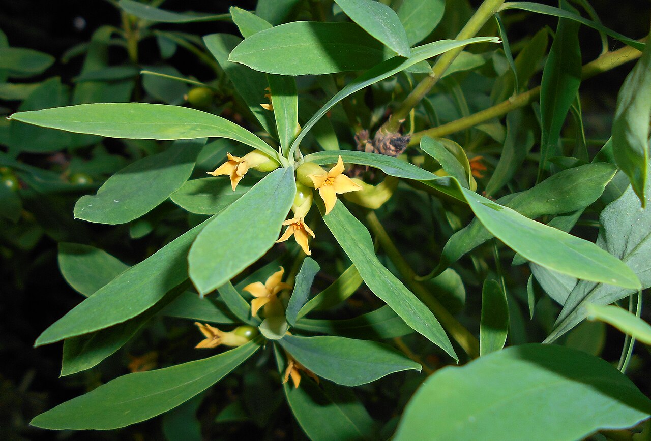 Daphne giraldii: Wawrzynek Giralda ( Daphne giraldii ), Ogród Botaniczny UMCS w Lublinie
