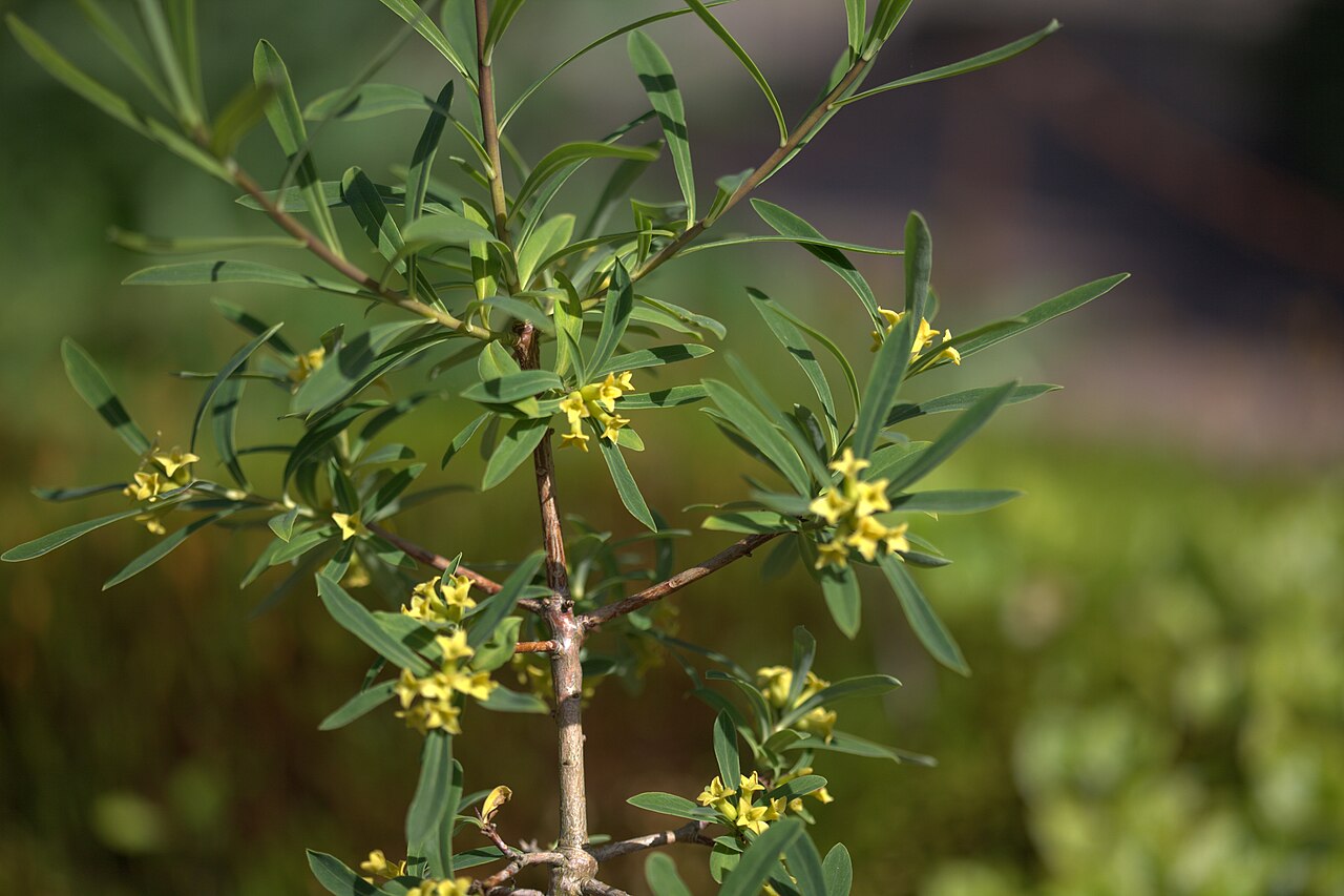 Daphne giraldii: Photo taken at Gothenburg botanical garden. Specimen id: 2008-2534 s W Seed collected in 2008 from the wild (Pett&Zett).