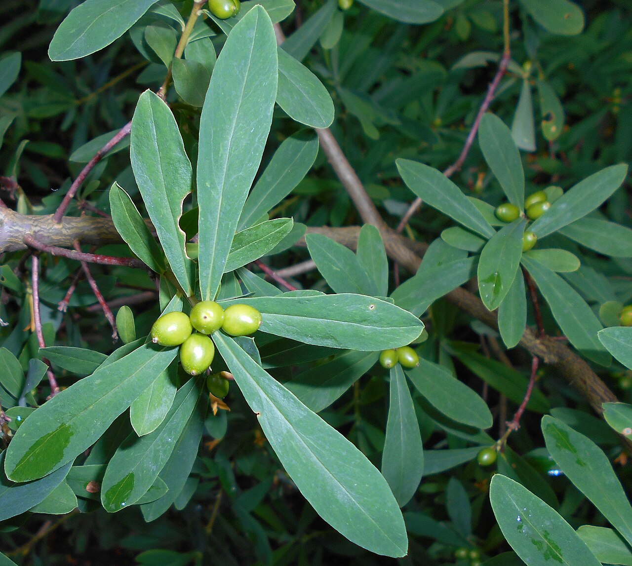 Daphne giraldii: Wawrzynek Giralda ( Daphne giraldii ), Ogród Botaniczny UMCS w Lublinie