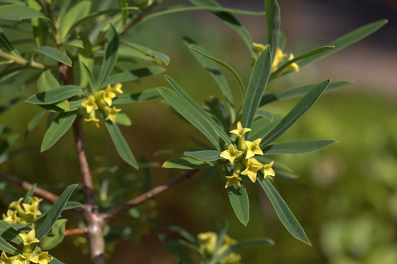 Daphne giraldii: Photo taken at Gothenburg botanical garden. Specimen id: 2008-2534 s W Seed collected in 2008 from the wild (Pett&Zett).