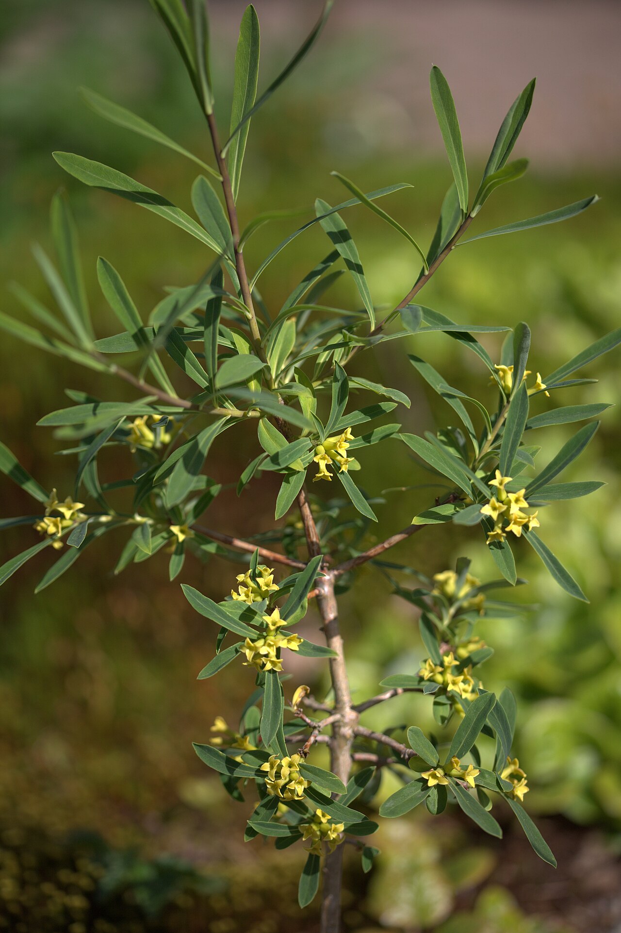 Daphne giraldii: Photo taken at Gothenburg botanical garden. Specimen id: 2008-2534 s W Seed collected in 2008 from the wild (Pett&Zett).