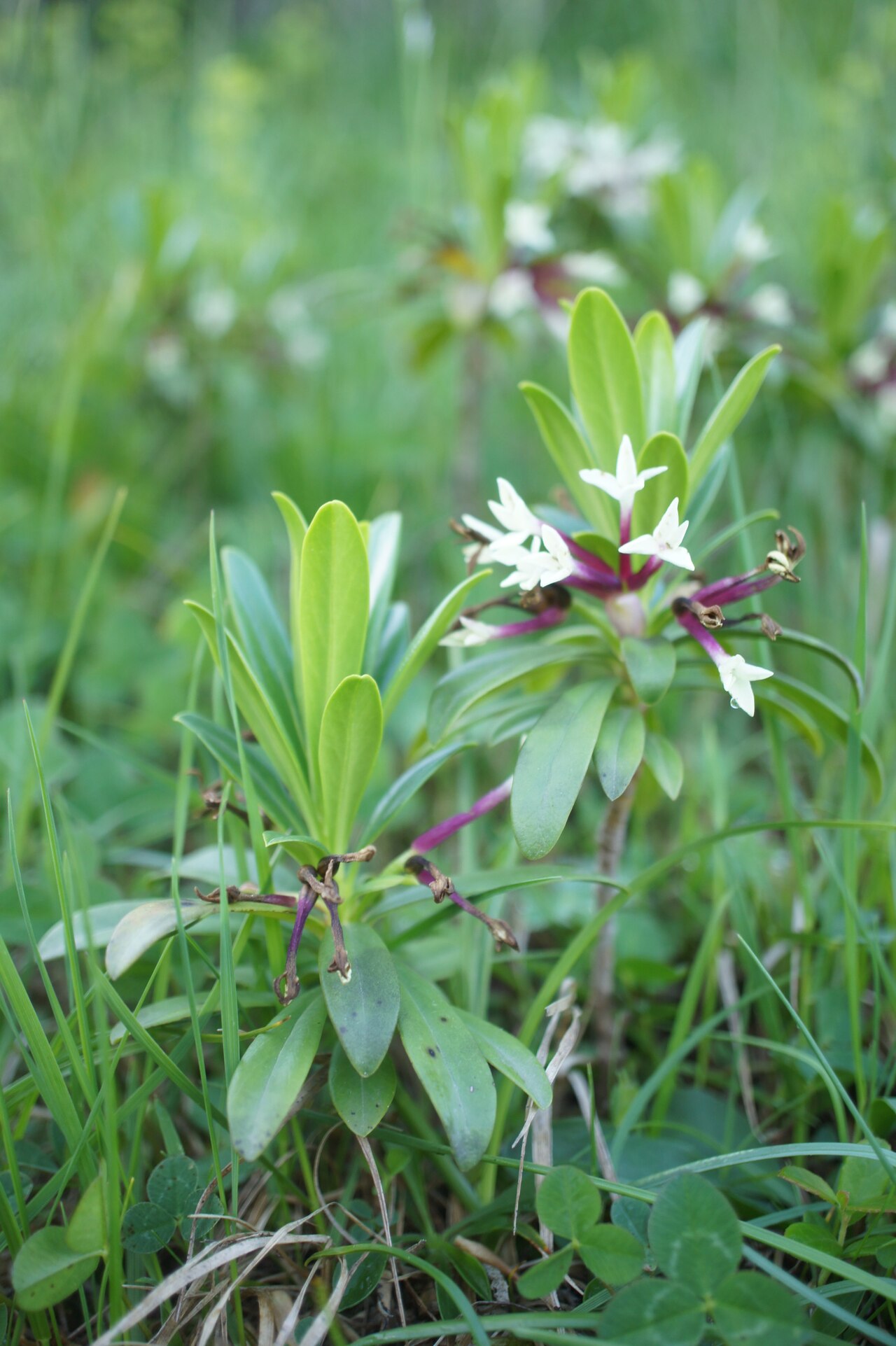 Daphne glomerata: Daphne glomerata, east of Stepantsminda, Georgia