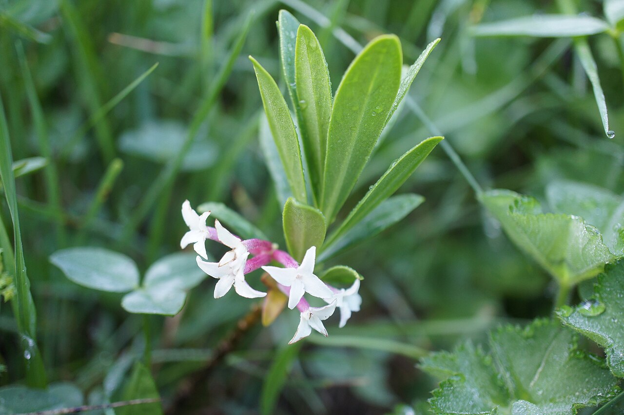 Daphne glomerata: Daphne glomerata, east of Stepantsminda, Georgia
