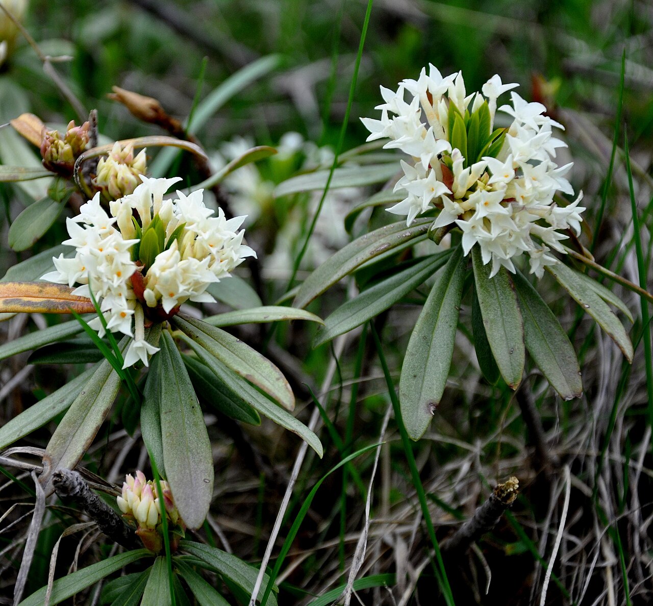 Daphne glomerata: Taken in Gudauri