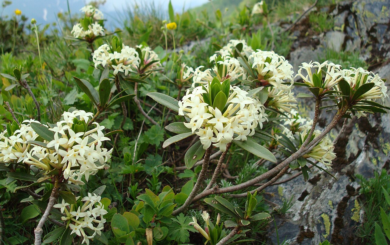 Daphne glomerata: Daphne glomerata Lam under natural conditions in mountain part of Caucasus Biosphere Reserve