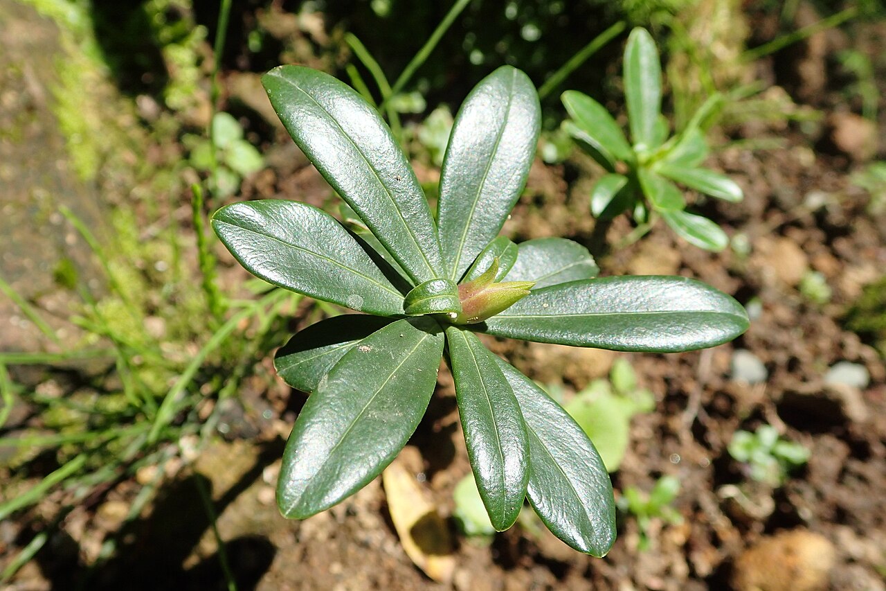Daphne glomerata: Daphne glomerata in botanical garden in Batumi