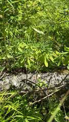 Daphne kamtschatica (Daphne kamtschatica)