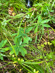 Daphne kamtschatica (Daphne kamtschatica)