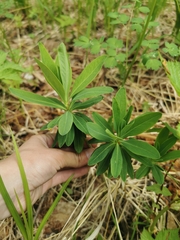 Daphne kamtschatica (Daphne kamtschatica)