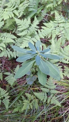 Daphne kamtschatica (Daphne kamtschatica)