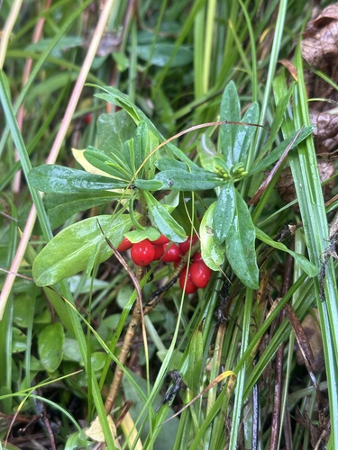 Daphne kamtschatica (Daphne kamtschatica)
