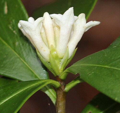 Daphne kiusiana: Daphne kiusiana in Mount Fujiwara, Inabe, Mie prefecture, Japan.