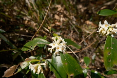 Daphne kiusiana (Daphne kiusiana)