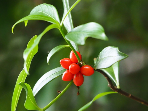Daphne kiusiana (Daphne kiusiana)