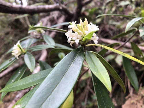 Daphne kiusiana (Daphne kiusiana)
