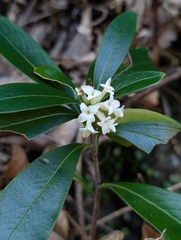 Daphne kiusiana (Daphne kiusiana)