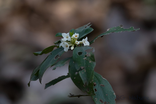 Daphne kiusiana (Daphne kiusiana)