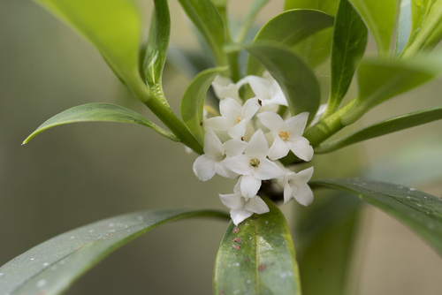 Daphne kiusiana (Daphne kiusiana)