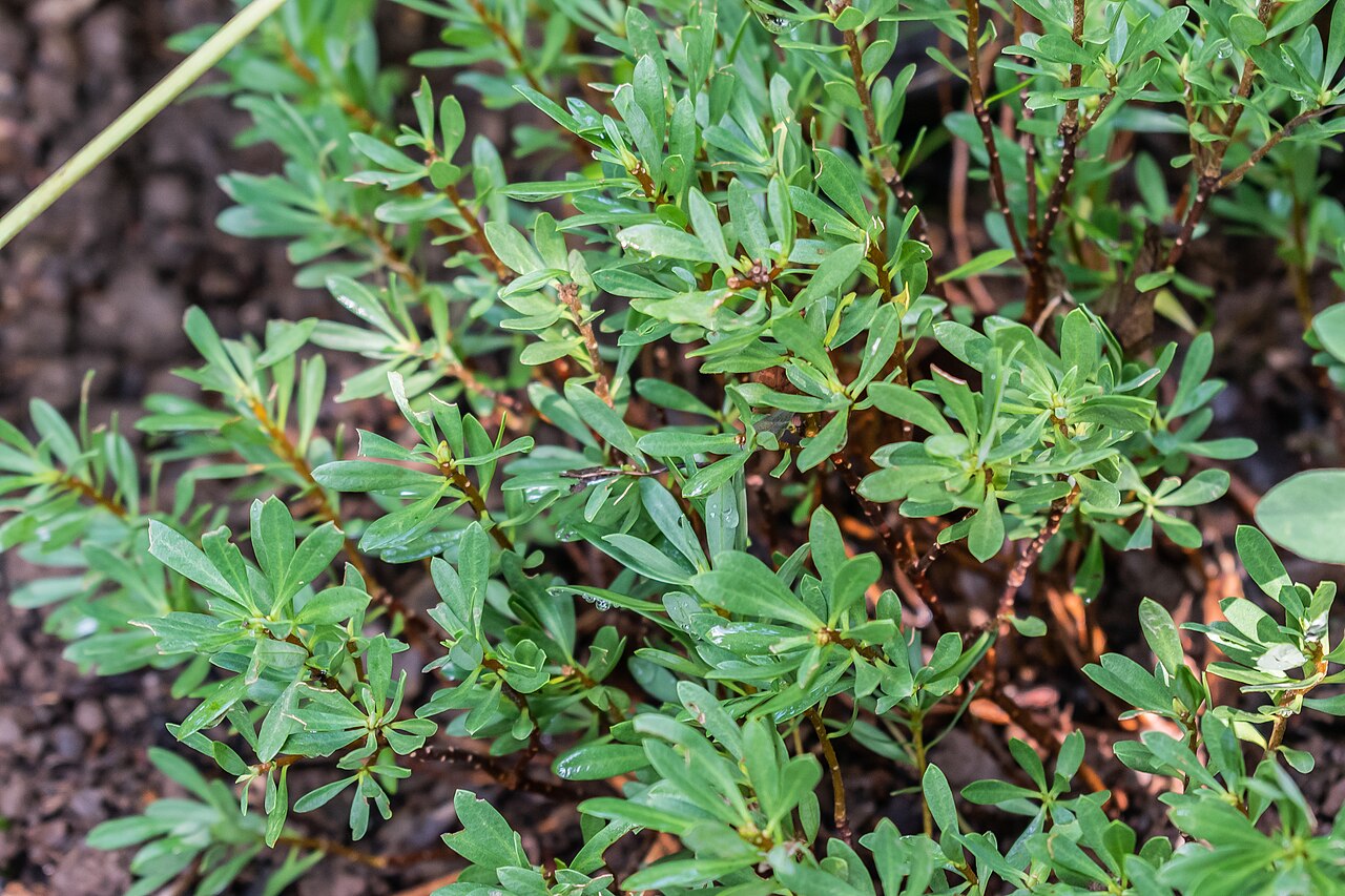 Daphne kosaninii: Daphne kosaninii in La Jaÿsinia Botanical Garden in Samoëns, Haute-Savoie, France