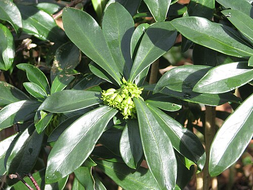 Spurge-laurel: Daphne laureola