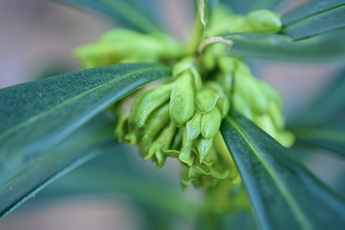 Spurge-laurel