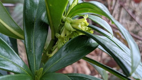 Spurge-laurel (Daphne laureola)