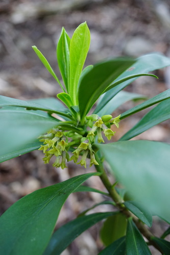 Spurge-laurel (Daphne laureola)