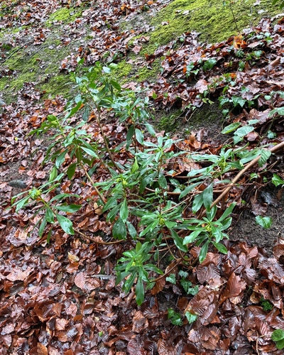 Spurge-laurel (Daphne laureola)