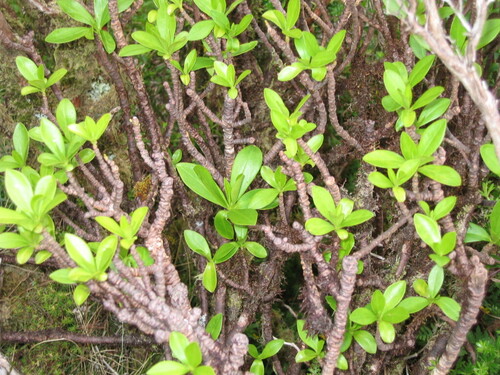 Spurge-laurel (Daphne laureola)