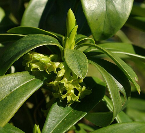 Spurge-laurel: Daphne laureola flowers