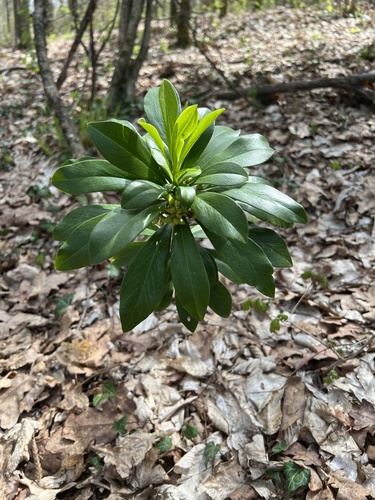 Spurge-laurel (Daphne laureola)
