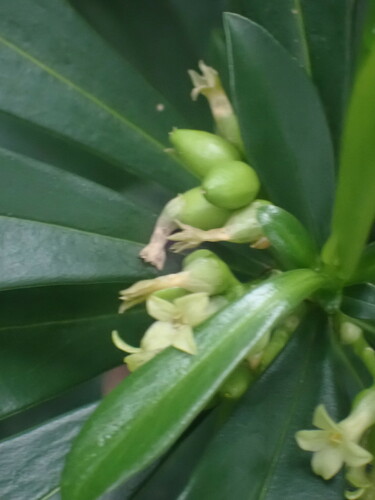 Spurge-laurel (Daphne laureola)