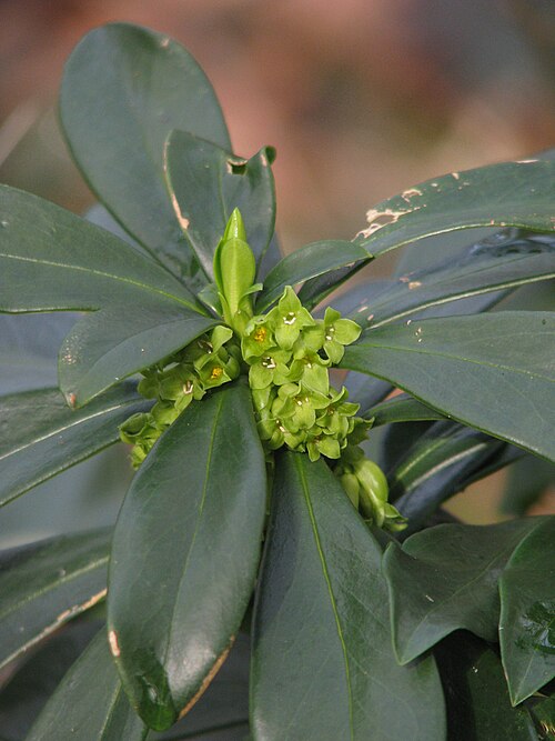 Spurge-laurel: Daphne laureola