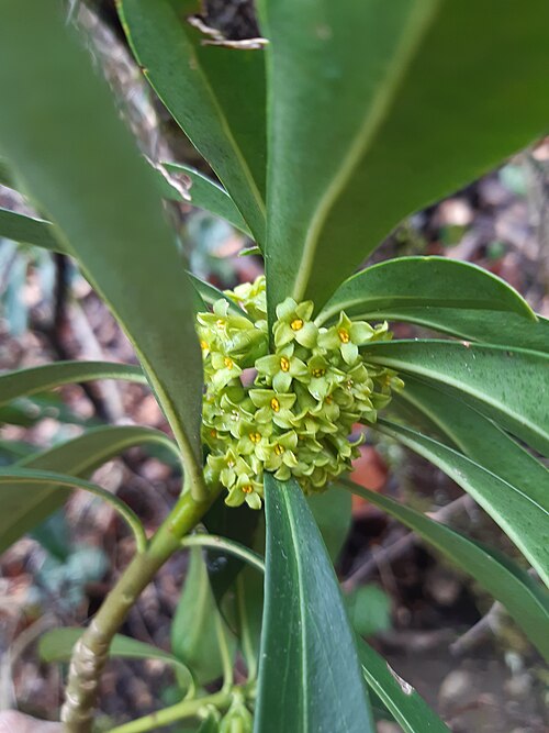 Spurge-laurel: Spurge-laurel, Spurge laurel, February daphne, Spurge laurel, Wood Laurel