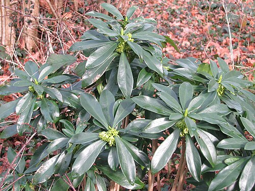 Spurge-laurel: Daphne laureola
