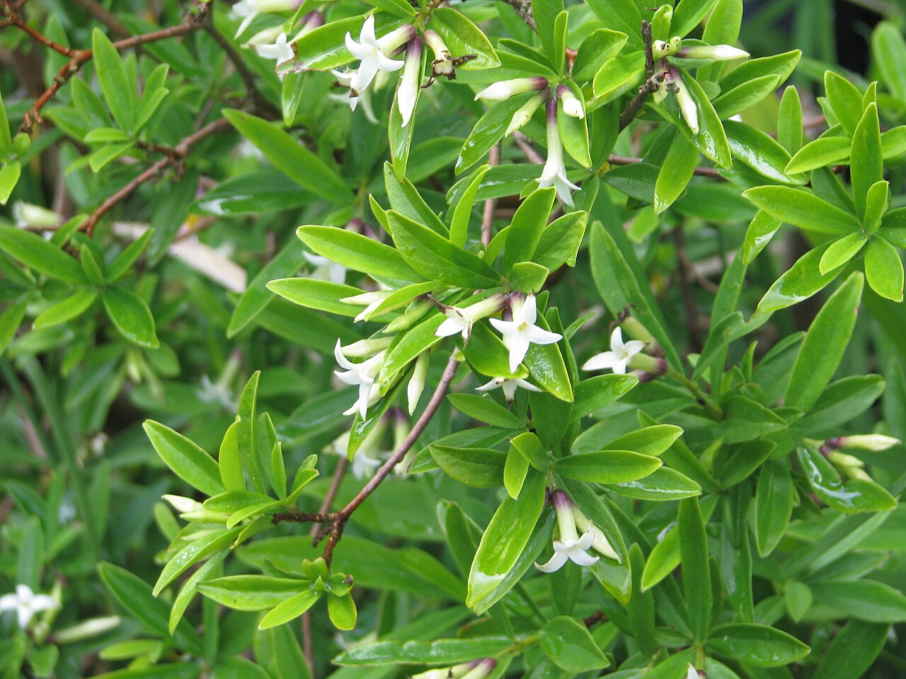 Daphne longilobata: Not the most exciting species - quite gangly - not at all compact, evergreen, no scent to speak of and orange berries later on. Seedlings pop up about the garde