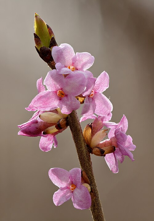 Mezereon: Flowers of mezereum