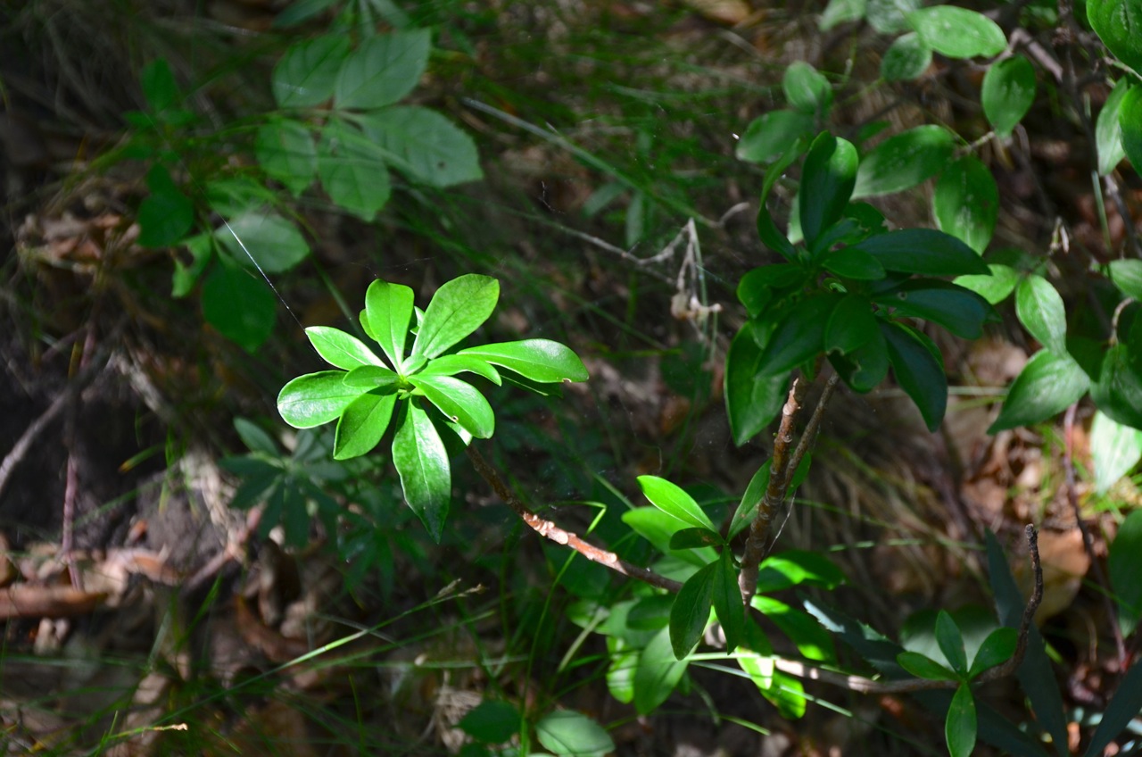 Mezereon: Daphne mezereum