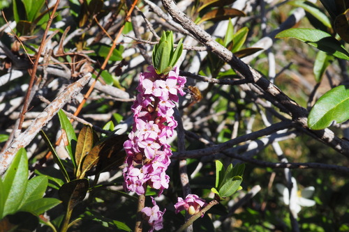 Mezereon (Daphne mezereum)