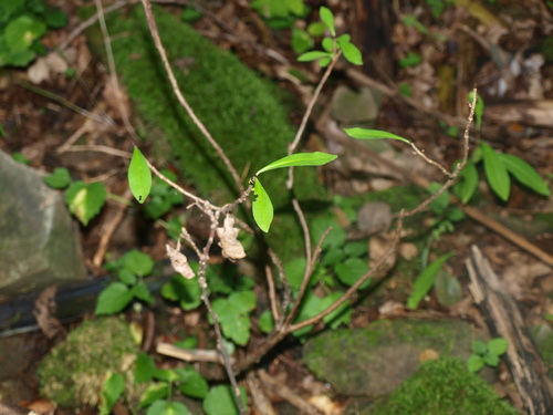 Mezereon (Daphne mezereum)