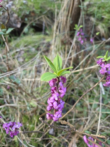 Mezereon (Daphne mezereum)