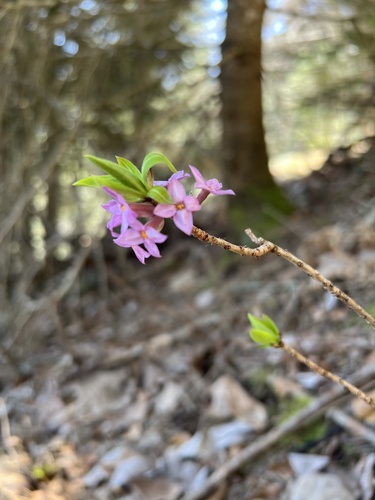Mezereon (Daphne mezereum)