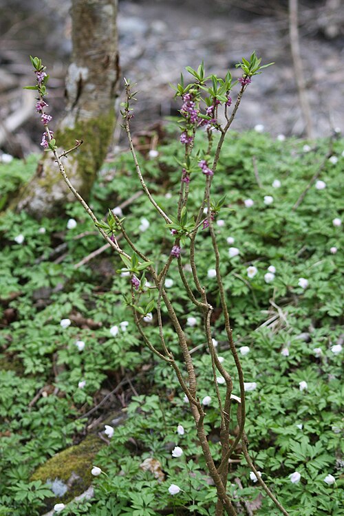 Mezereon: Daphne mezereum shrub in Ersvika (Hurum), Buskerud county, Norway. Habitat among ferns and aspen by a meandering riverine.