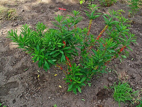 Mezereon: Daphne mezereum , Thymelaeaceae, Mezereon, habitus. The bark is used in homeopathy as remedy: Mezereum
