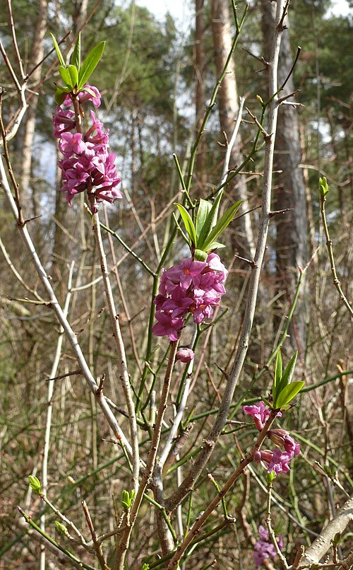 Mezereon: daphne mezereum , Tauberland, Germany