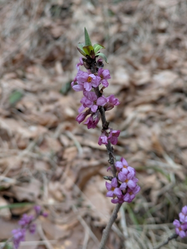 Mezereon (Daphne mezereum)