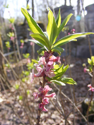 Mezereon (Daphne mezereum)