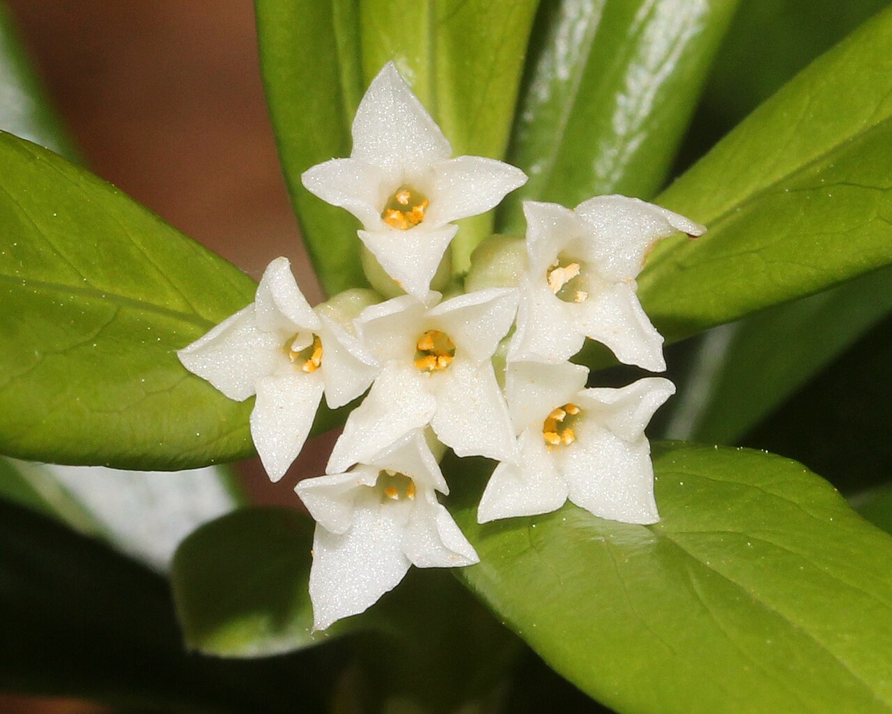 Daphne miyabeana: Daphne miyabeana in Mount Akausagi, Ōno, Fukui prefecture, Japan.