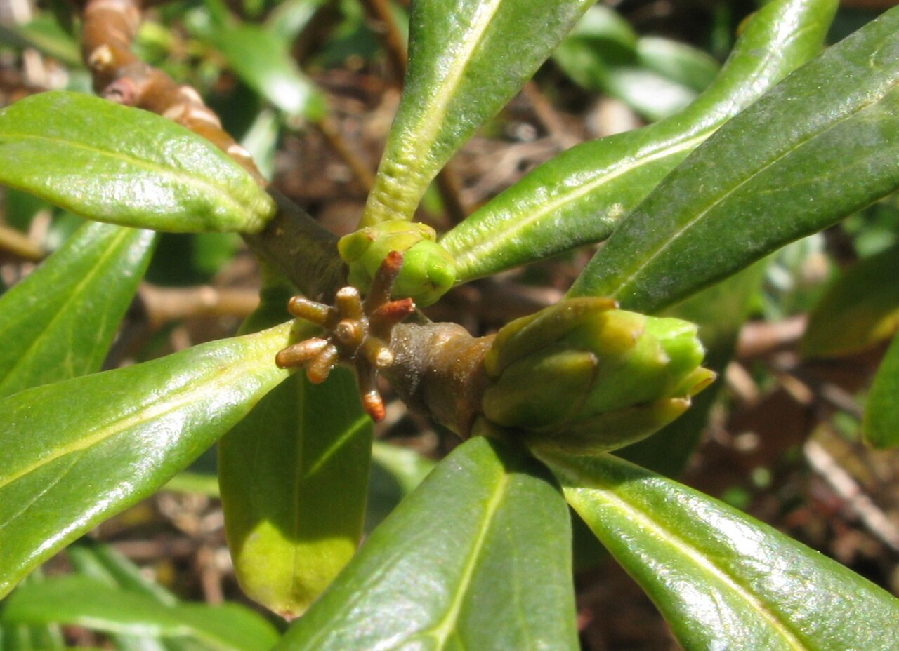 Daphne miyabeana: Daphne miyabeana , Aizu area, Fukushima pref., Japan