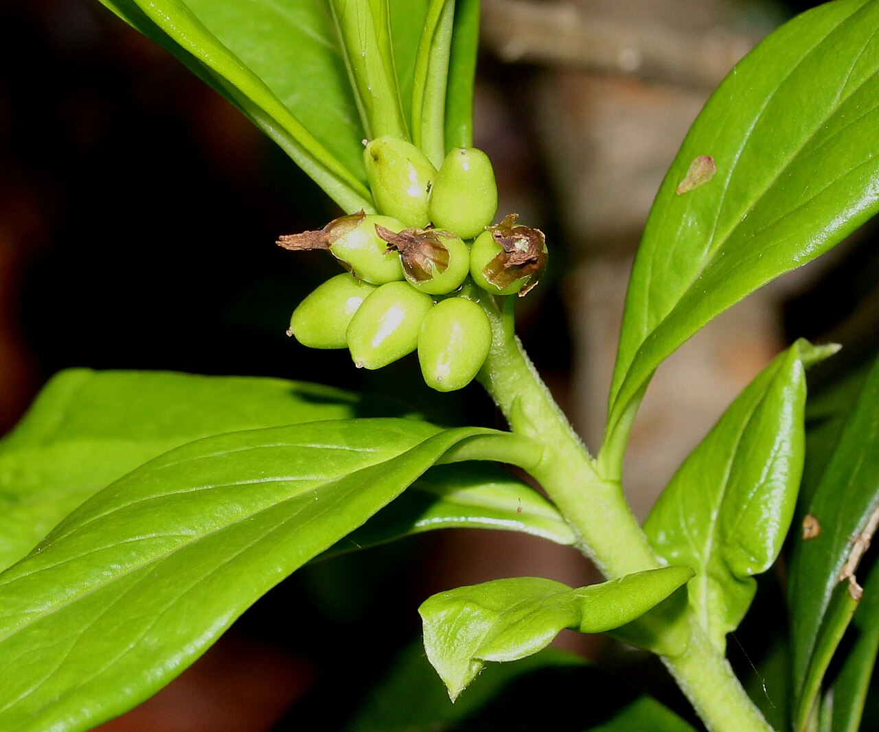 Daphne miyabeana: Daphne miyabeana in Mount Ozugongen, Ibigawa, Gifu prefecture, Japan.